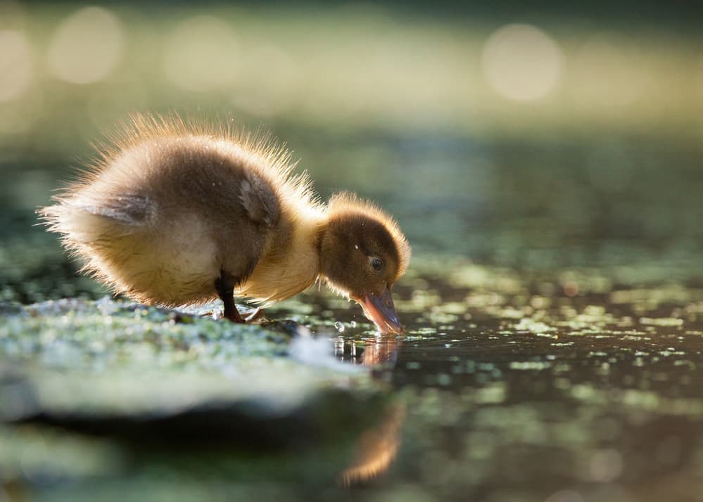 Golden Duckling Sip by Robert Adamec — canvas wall art