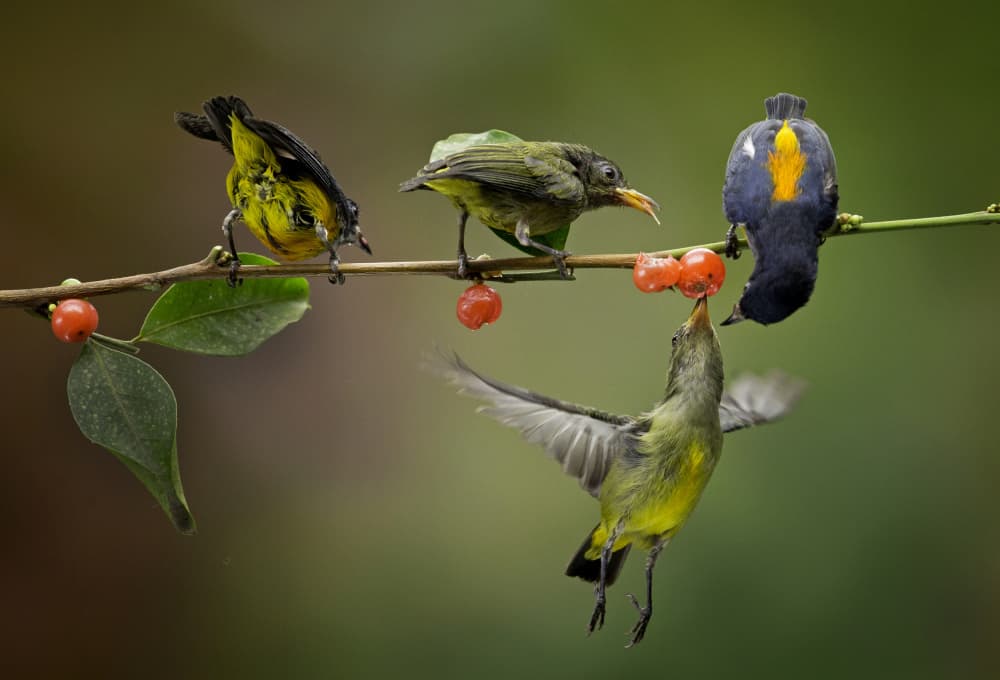 Sunbirds Share Berries by Angela Muliani Hartojo — canvas wall art