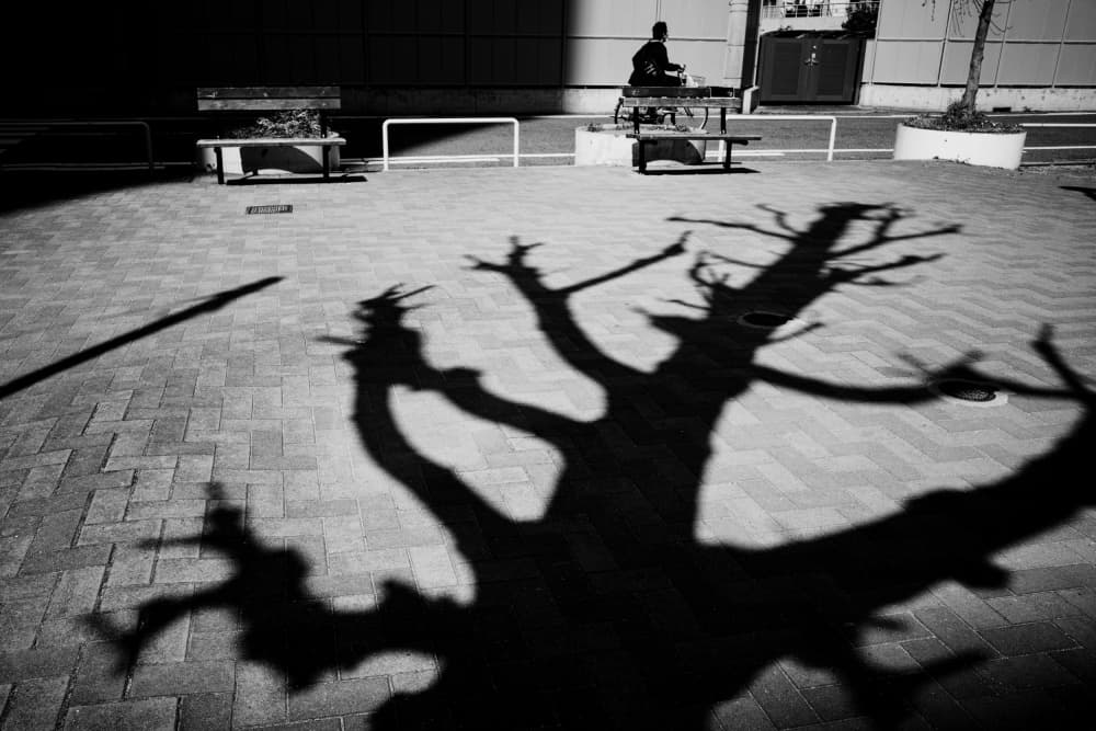 Urban Tree Shadow by Ryoga Otake — canvas wall art