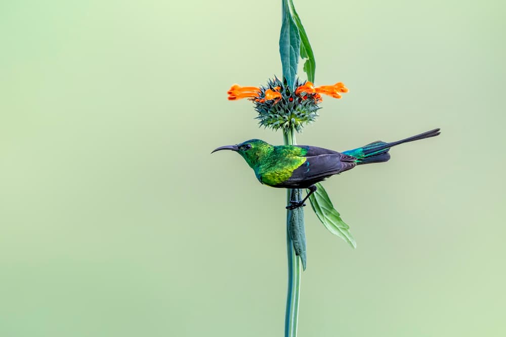 Green Sunbird on Flower by Jun Zuo — canvas wall art