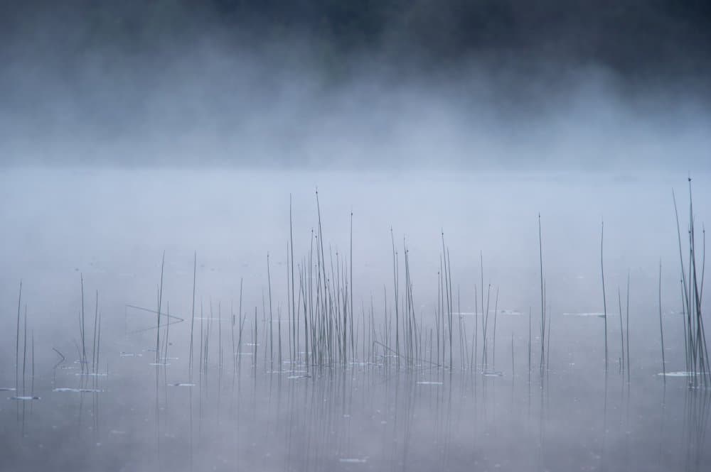 Serene Misty Reeds by Benny Pettersson — canvas wall art