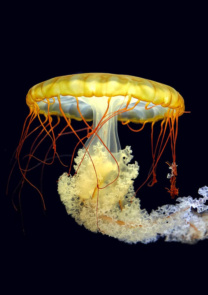 Glowing Yellow Jellyfish by fyb — canvas wall art