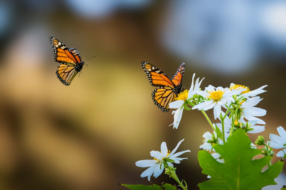 Monarch Butterflies on Blooms by Ryan Li — canvas wall art
