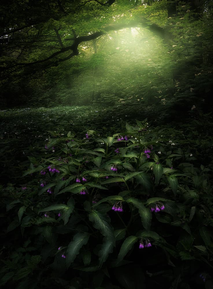 Ethereal Forest Sunlight by Kirill Volkov — canvas wall art