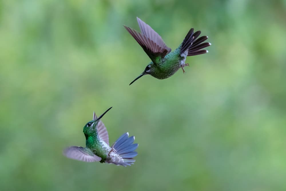 Green Hummingbirds in Flight by Sheila Xu — canvas wall art