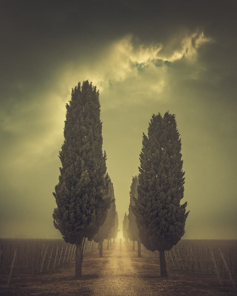 Dramatic Cypress Avenue by Andrea Fraccaroli — canvas wall art