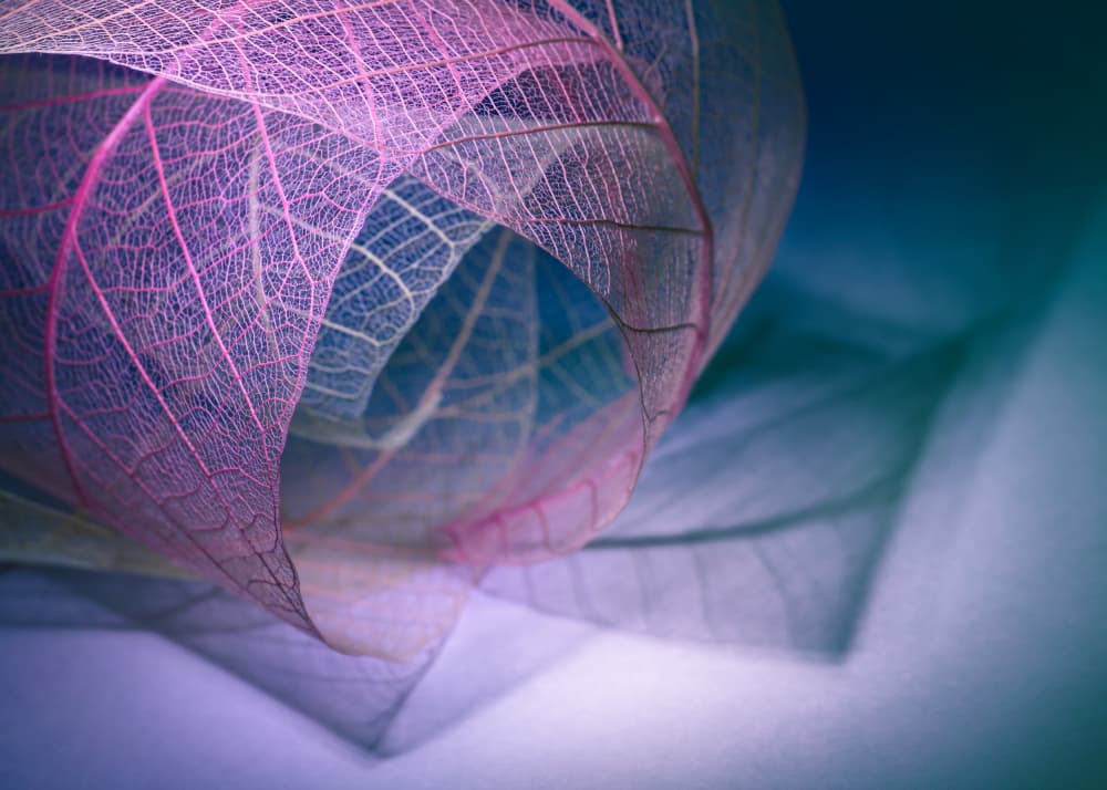 Ethereal Pink Skeleton Leaves by Shihya Kowatari — canvas wall art