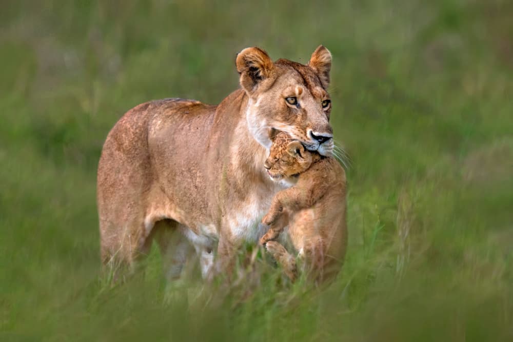 Lioness Carrying Cub by Xavier Ortega — canvas wall art