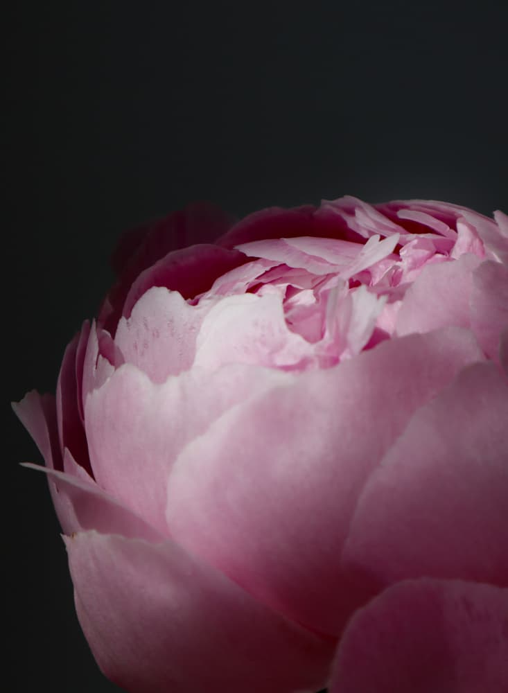 Soft Pink Peony Bloom by Rosana Laiz Blursbyai — canvas wall art