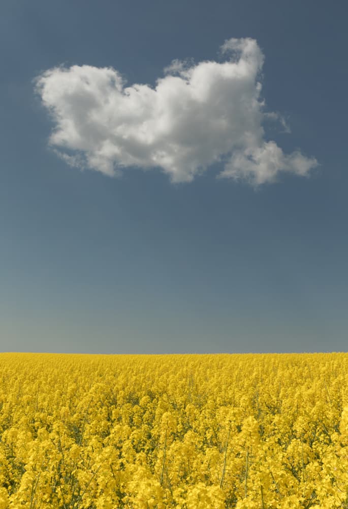 Golden Field Blue Sky by Jakob Arnholtz — canvas wall art