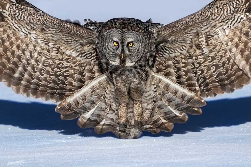 Powerful Owl Descent by Jun Zuo — canvas wall art