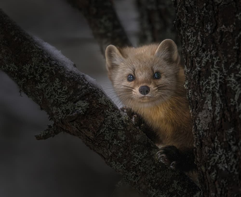 Curious Winter Marten by Molly Fu APA — canvas wall art