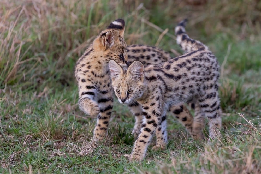 Playful Servals in Grass by Alessandro Catta — canvas wall art