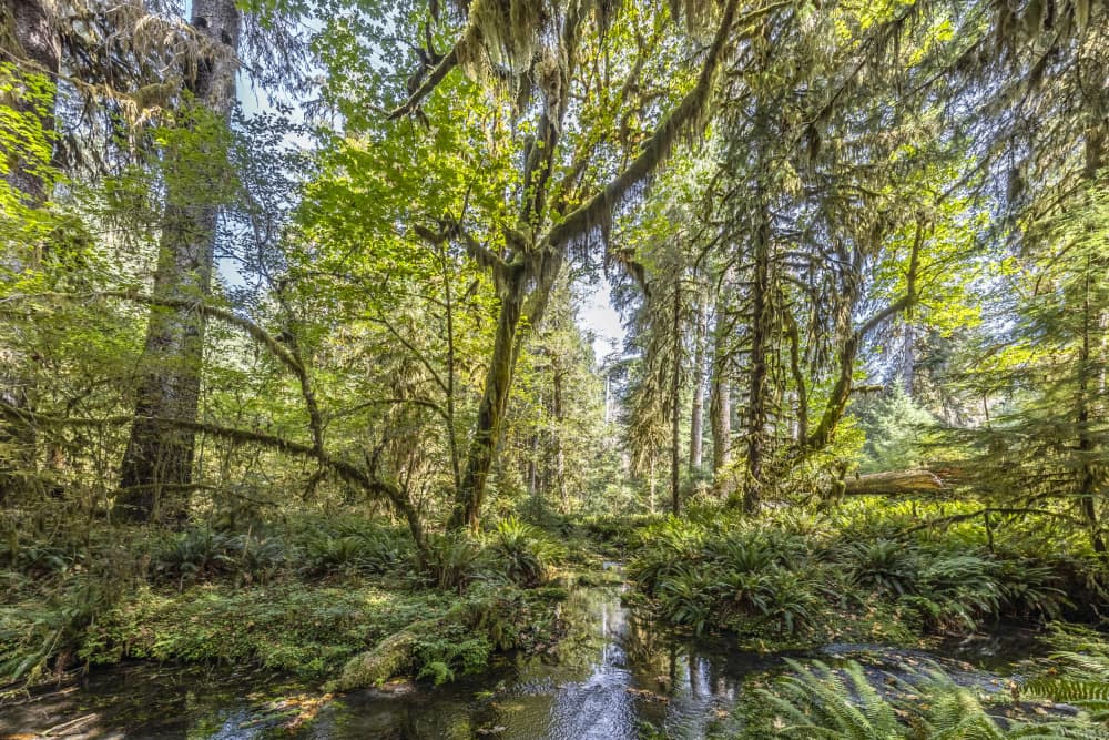 Sunlit Forest Stream by Melanie Viola — canvas wall art