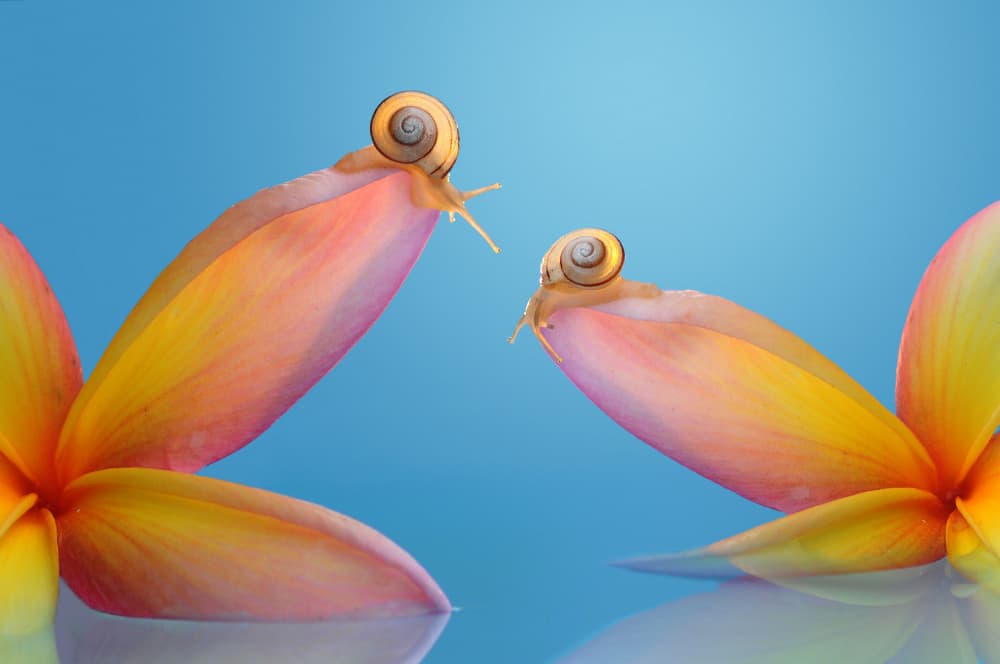 Peaceful Snail Duo by Edy Pamungkas — canvas wall art
