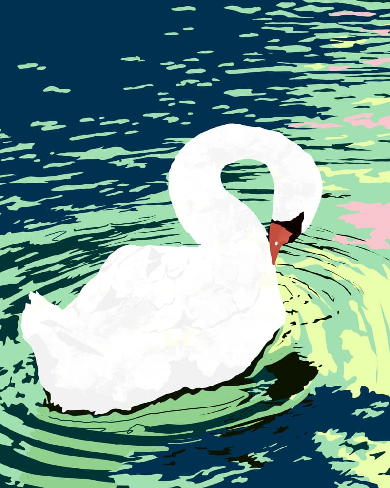 Graceful Swan on Water by Uma Gokhale — canvas wall art