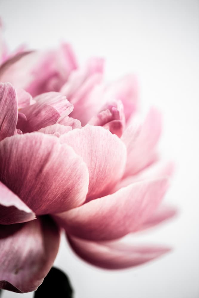 Peony 1 by Mareike Böhmer — canvas wall art