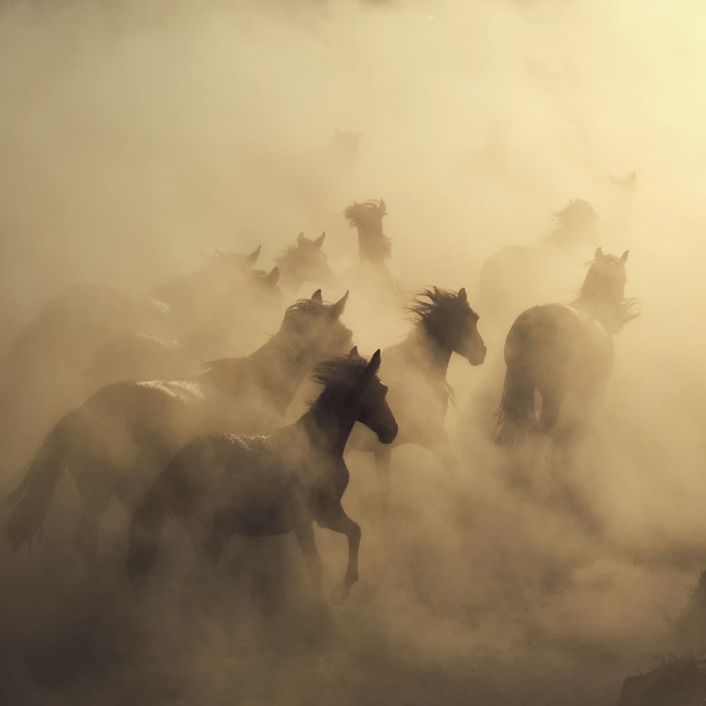 Wild Horses Galloping by Hüseyin Taşkın — canvas wall art