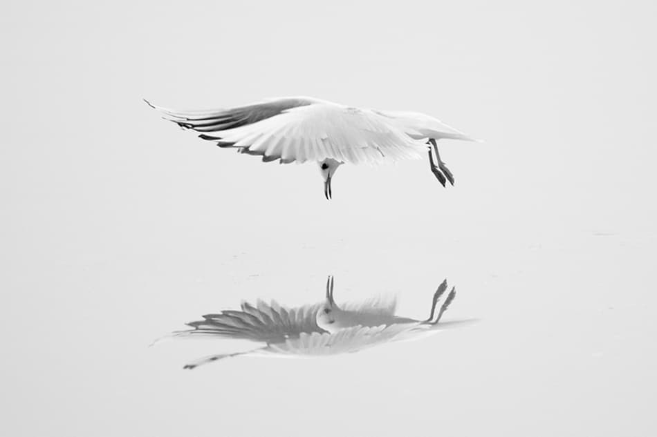Diving Bird Reflection by Adnan Mahmutovic — canvas wall art