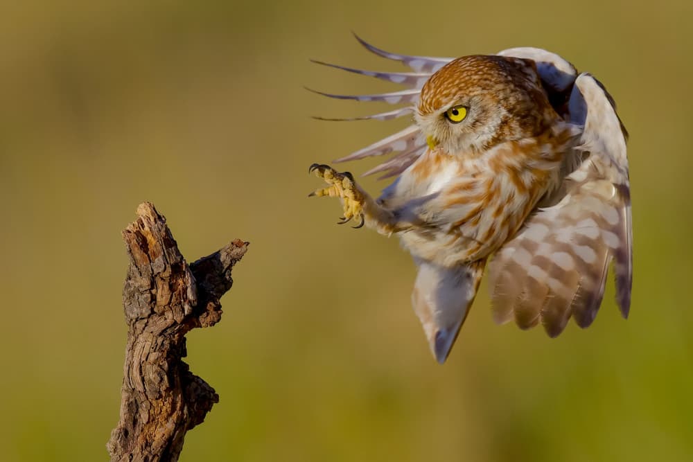 Little Owl Landing Flight by David Manusevich — canvas wall art