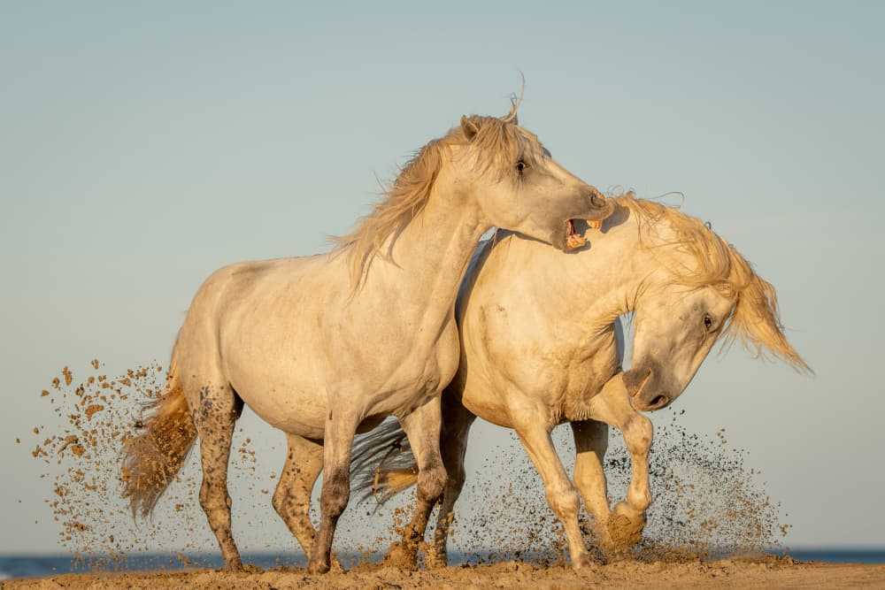 Wild Horses Splashing Sand by Dirk Koster — canvas wall art