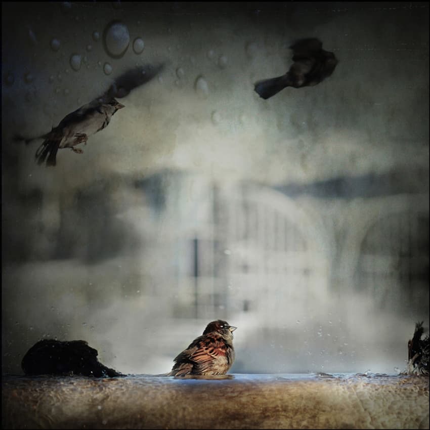 Sparrows in the Rain by ambra — canvas wall art