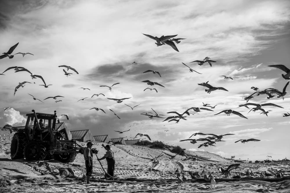 Workers and Flying Seagulls by Liesbeth van der Werf — canvas wall art