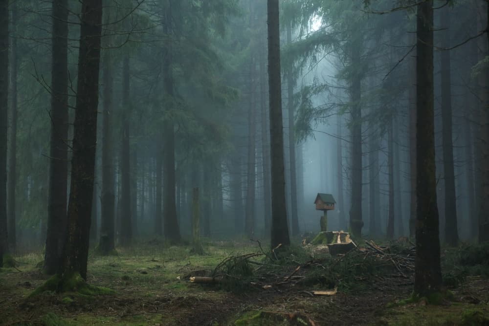 Misty Forest Birdhouse by Vincent Croce — canvas wall art