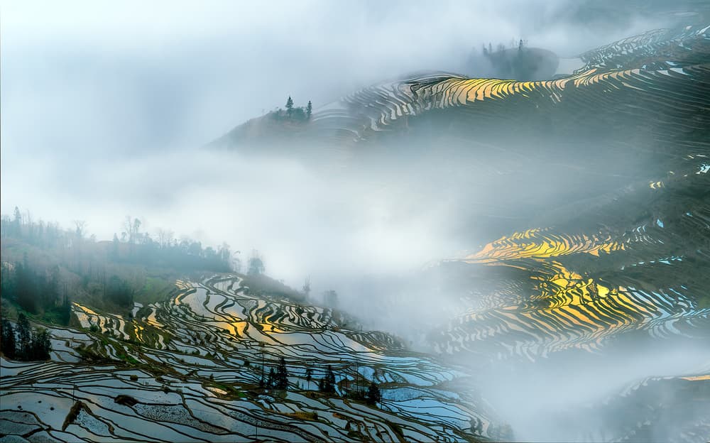 Misty Golden Rice Terraces by Hua Zhu — canvas wall art