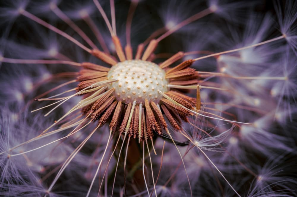 Soft Dandelion Whispers by Eduard Andrica — canvas wall art