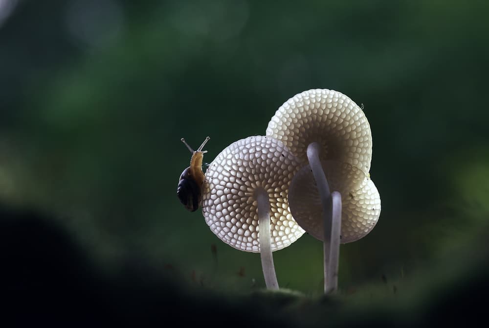 Snail On Delicate Mushrooms by Abdul Gapur Dayak — canvas wall art
