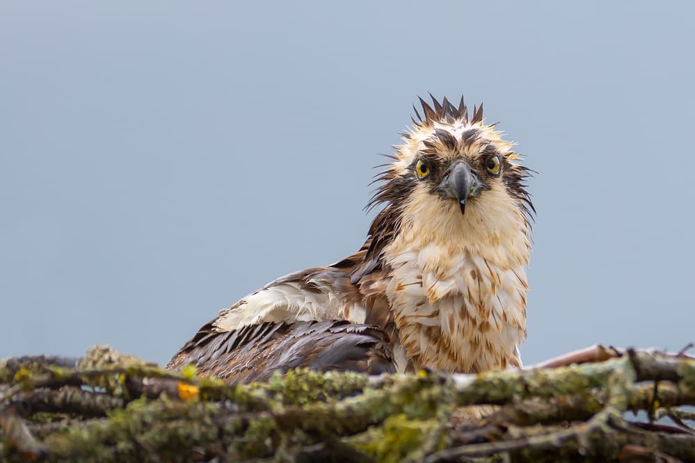 Wet Osprey Gaze by Richard Liu — canvas wall art