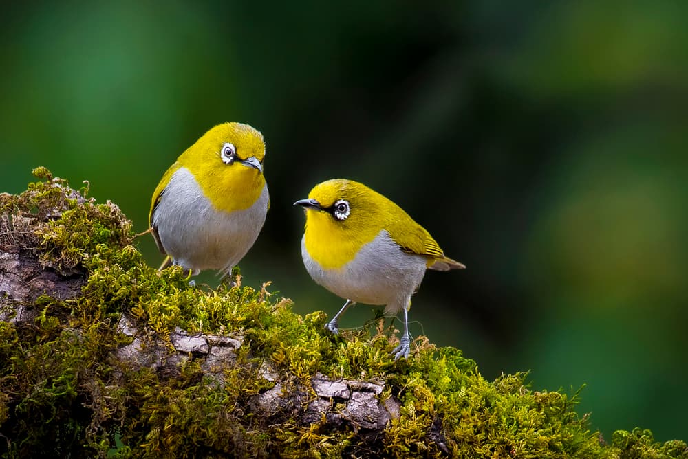 Charming Yellow White-eyes by Abdul Saleem — canvas wall art