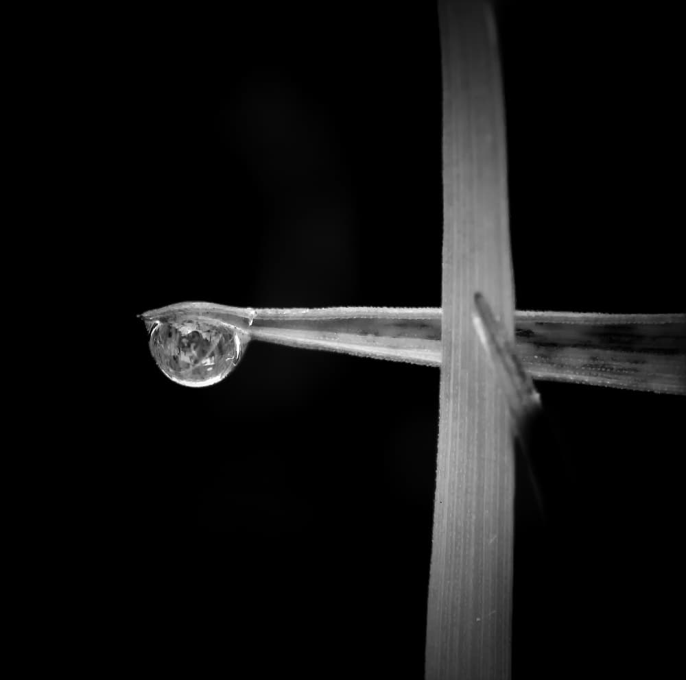 Dewdrop on Grass Blade by Zina Heg — canvas wall art