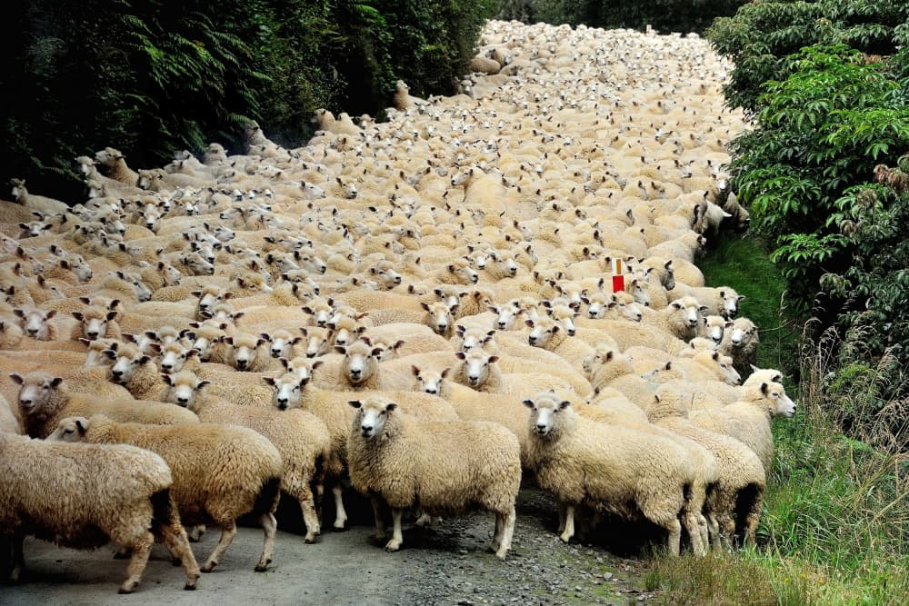 Massive Sheep Herd by Yair Tzur — canvas wall art