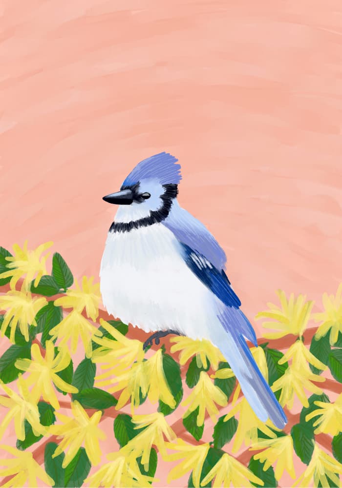 Blue Jay and Yellow Blooms by Aliya Putrus — canvas wall art