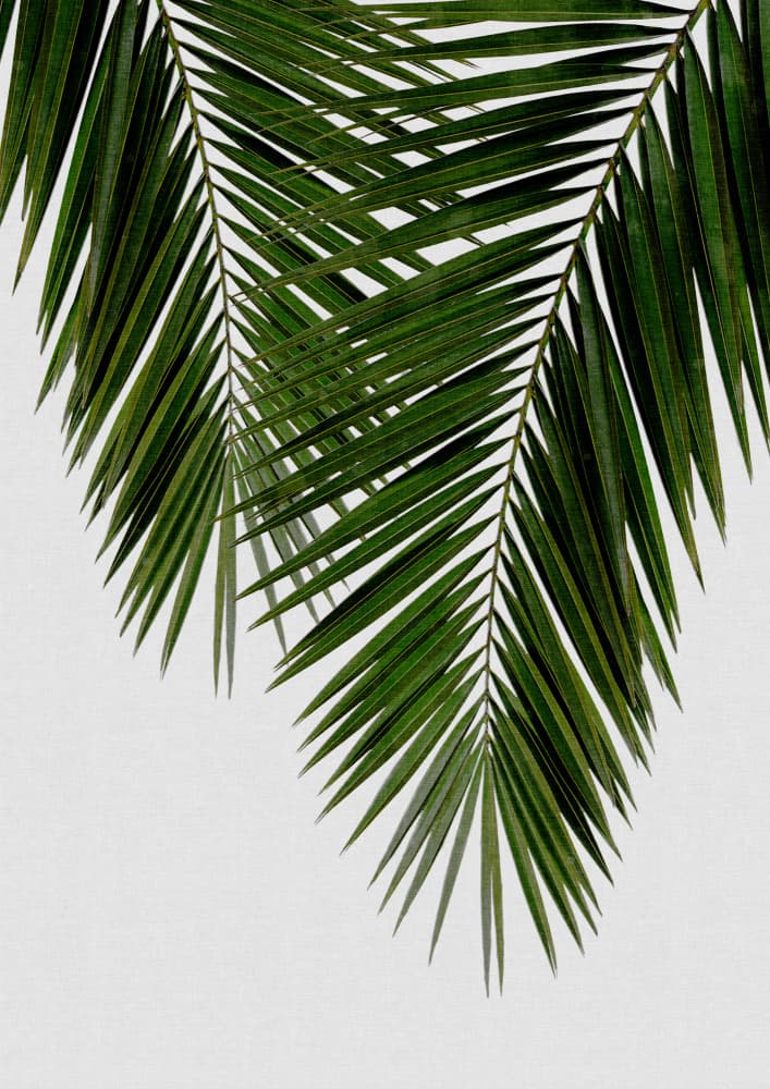 Tropical Palm Leaves by Orara Studio — canvas wall art