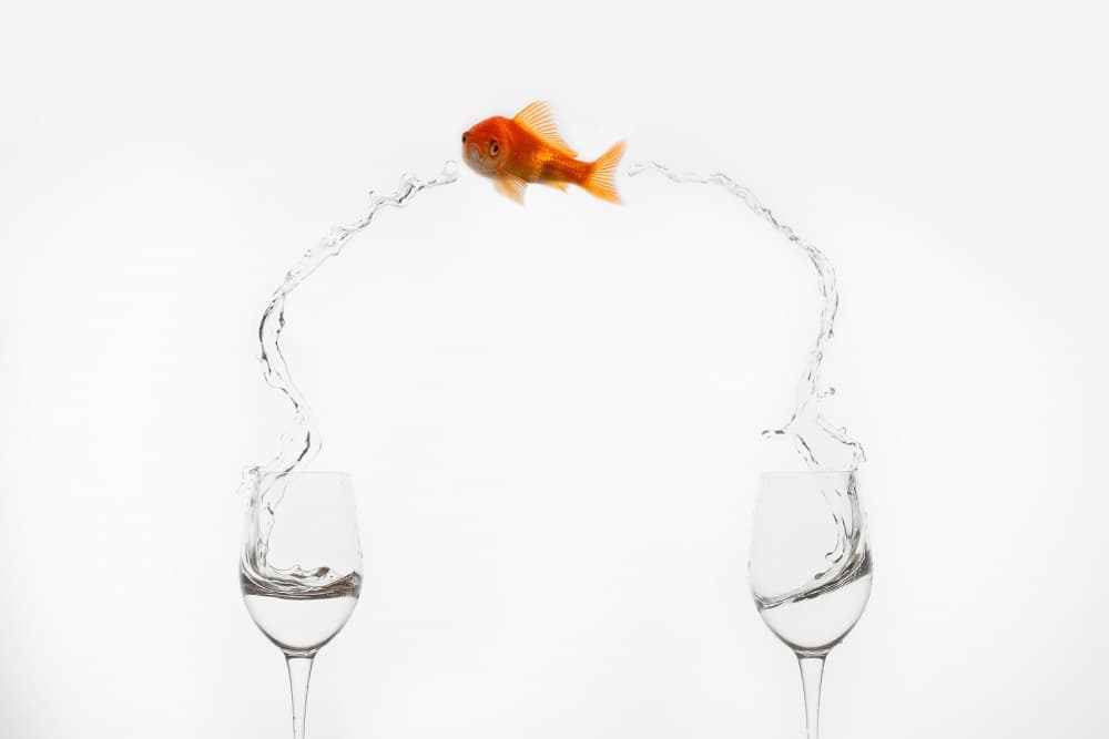 Goldfish Jumps Glasses by Jose Beut — canvas wall art
