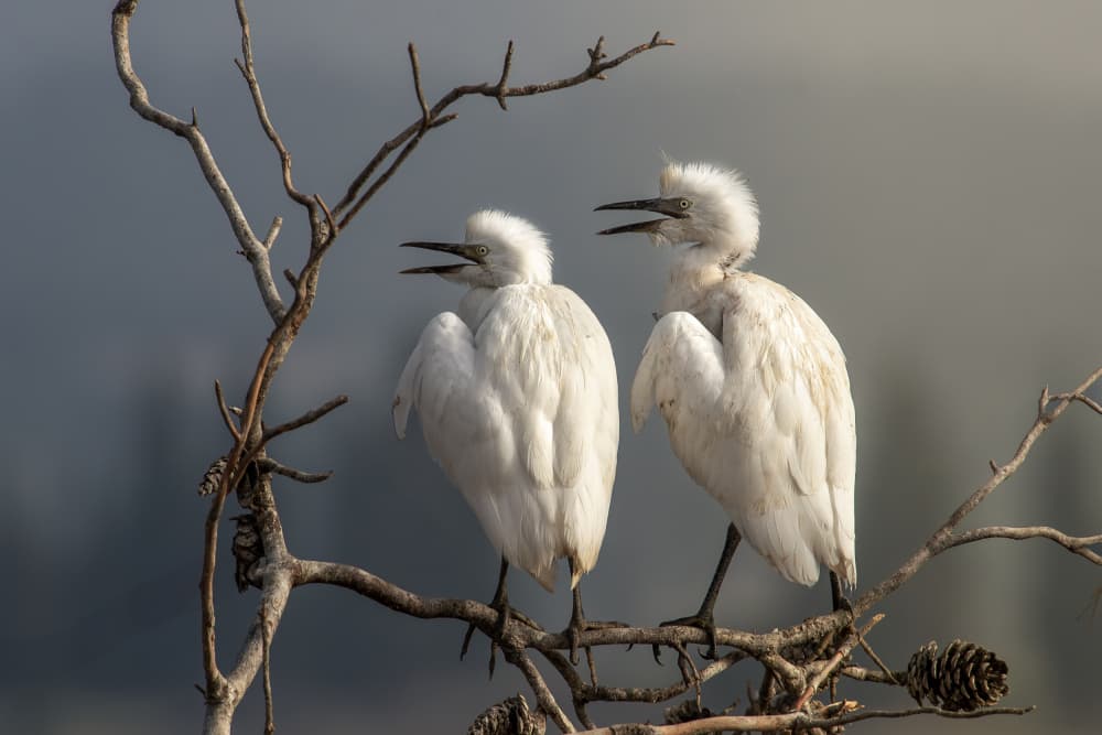 Young Egrets Calling by Mallal Moshe — canvas wall art