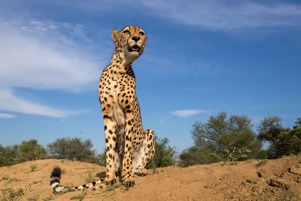 Majestic African Cheetah by Alessandro Catta — canvas wall art