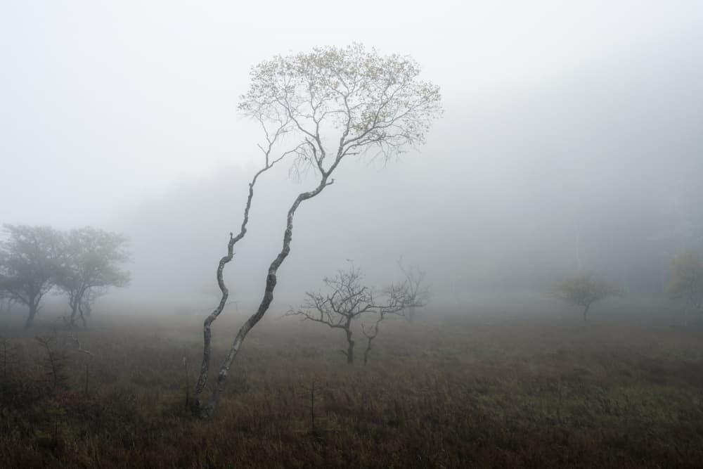 Winding Tree In Mist by Syunsuke Narita — canvas wall art