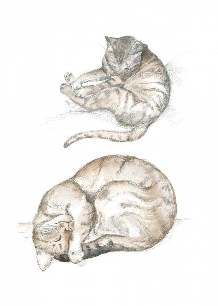 Two Cat Studies by Isabelle Brent — canvas wall art