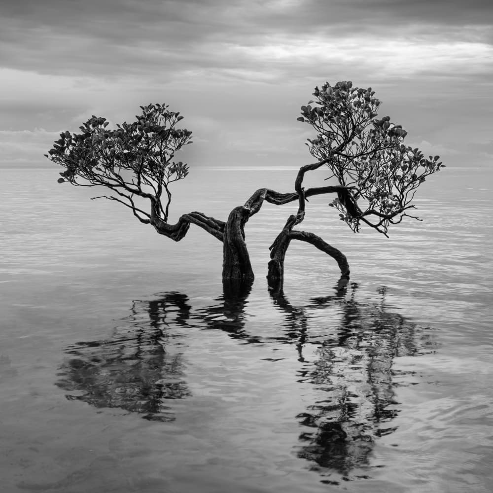 Twisted Tree Stillness by Robert Bolton — canvas wall art