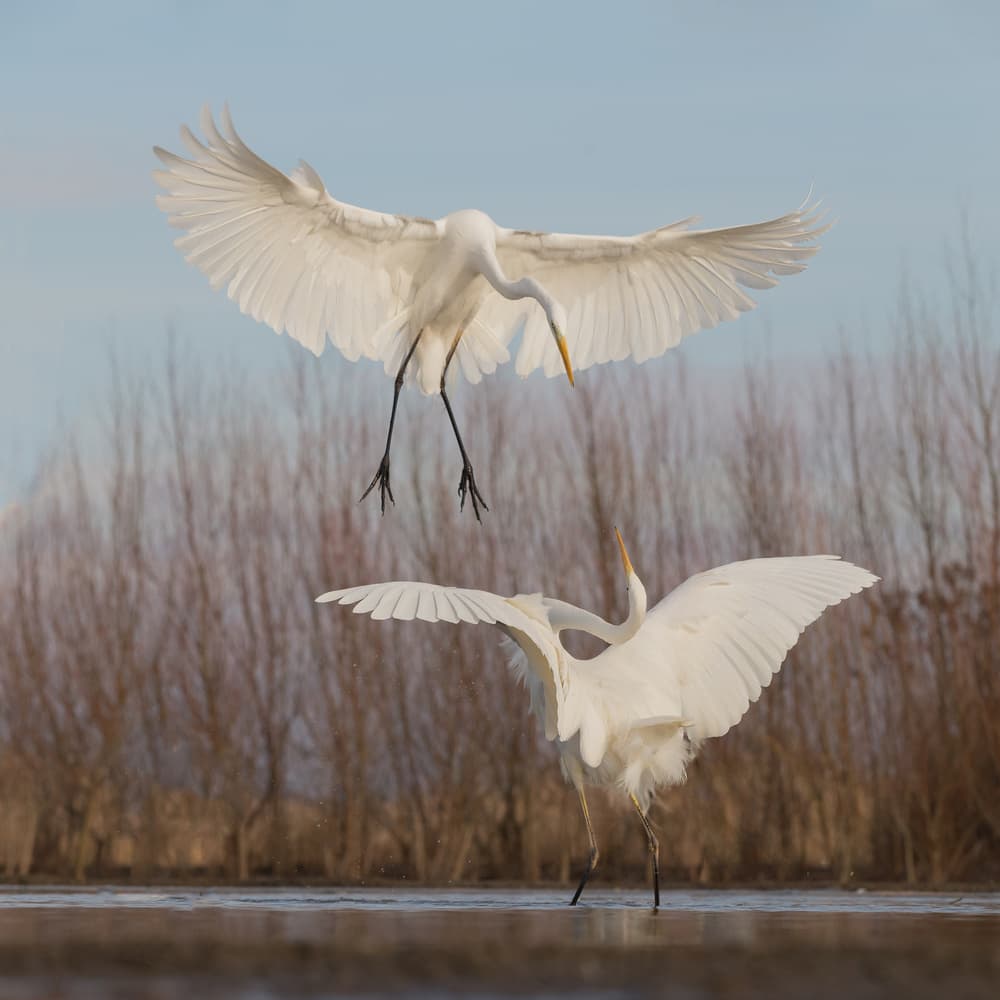 Egrets Landing Gracefully by Cheng Chang — canvas wall art