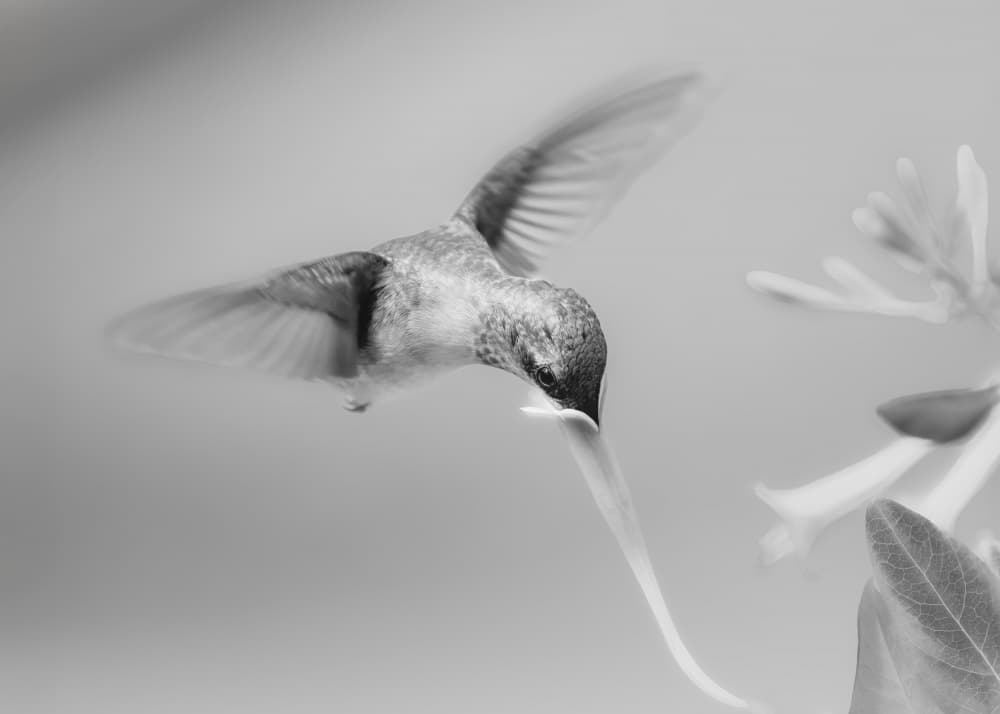 Graceful Hummingbird Feeding by Li Chen — canvas wall art