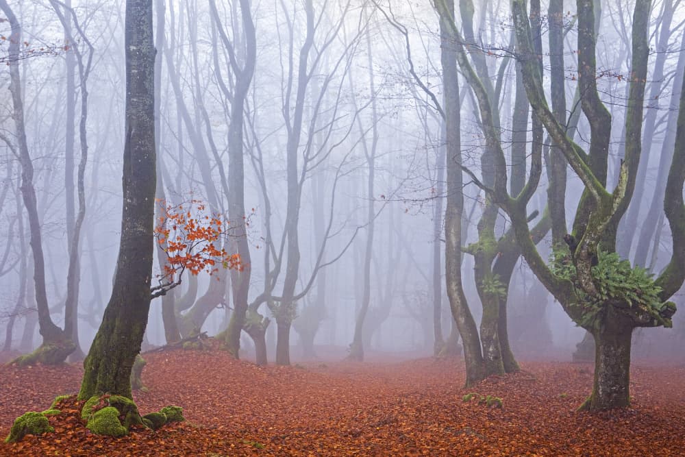 Misty Autumn Forest by Juan Antonio Palacios — canvas wall art