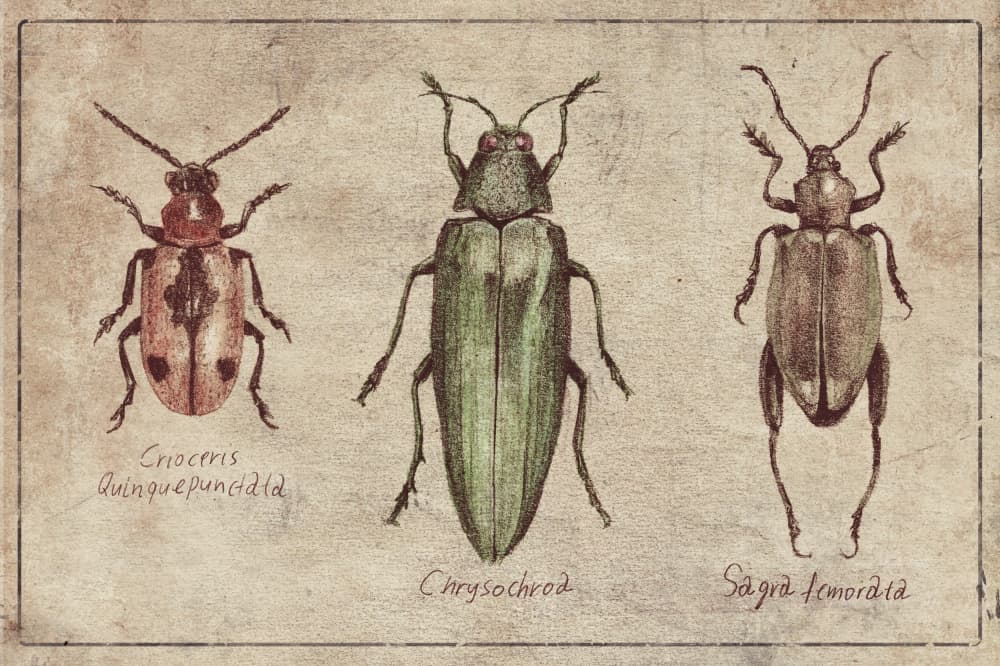 Vintage Insect Taxonomy Trio by Mike Koubou — canvas wall art