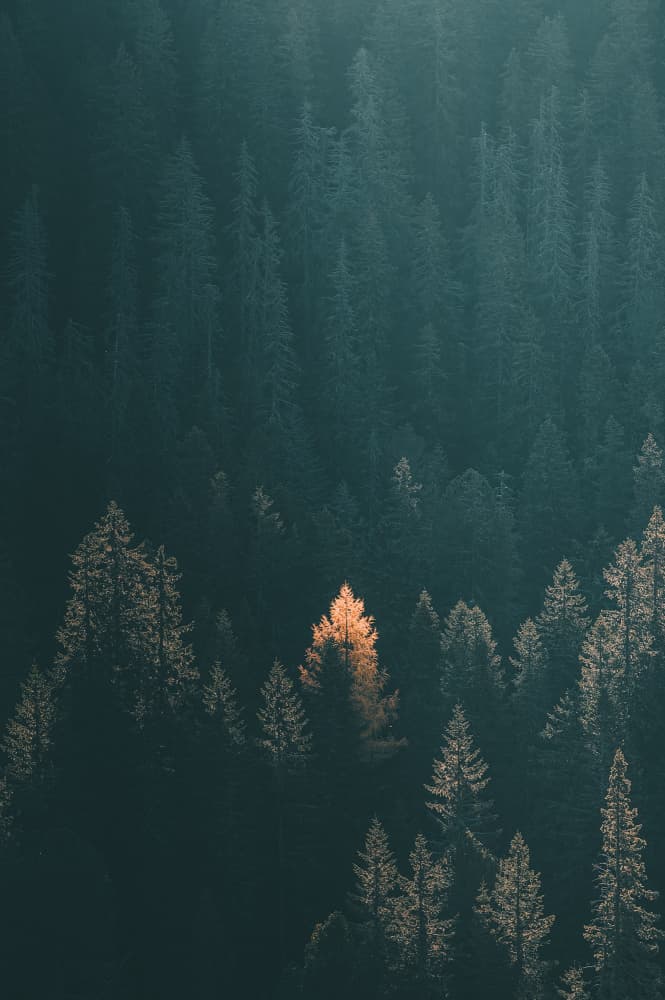 Golden Tree Forest by Rado Gadoczi — canvas wall art