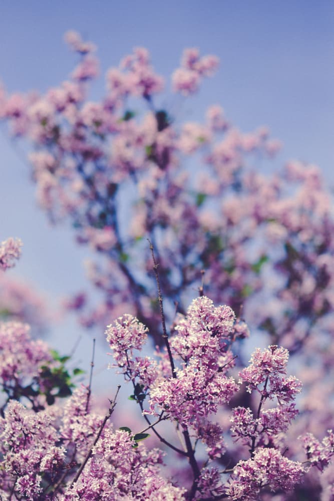 Spring Lilac Blooms by Olivia Joy StClaire — canvas wall art