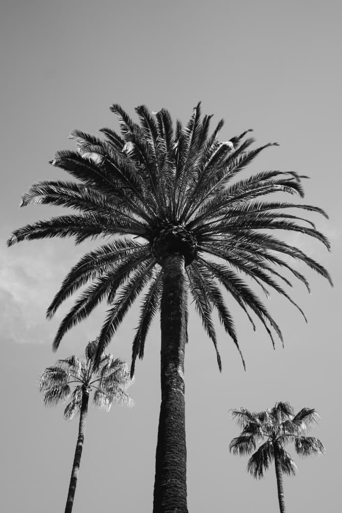 Skyward Palm Trio by Bethany Young — canvas wall art